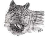 Wolf_4