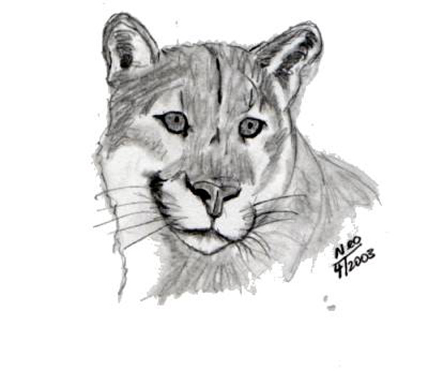 Cougar_2