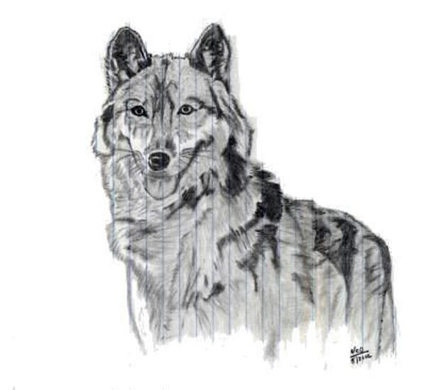 Wolf_1