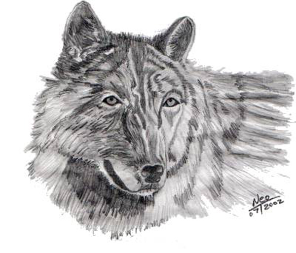 Wolf_4