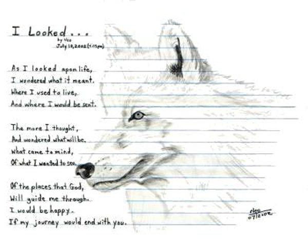 Wolf_I_Looked